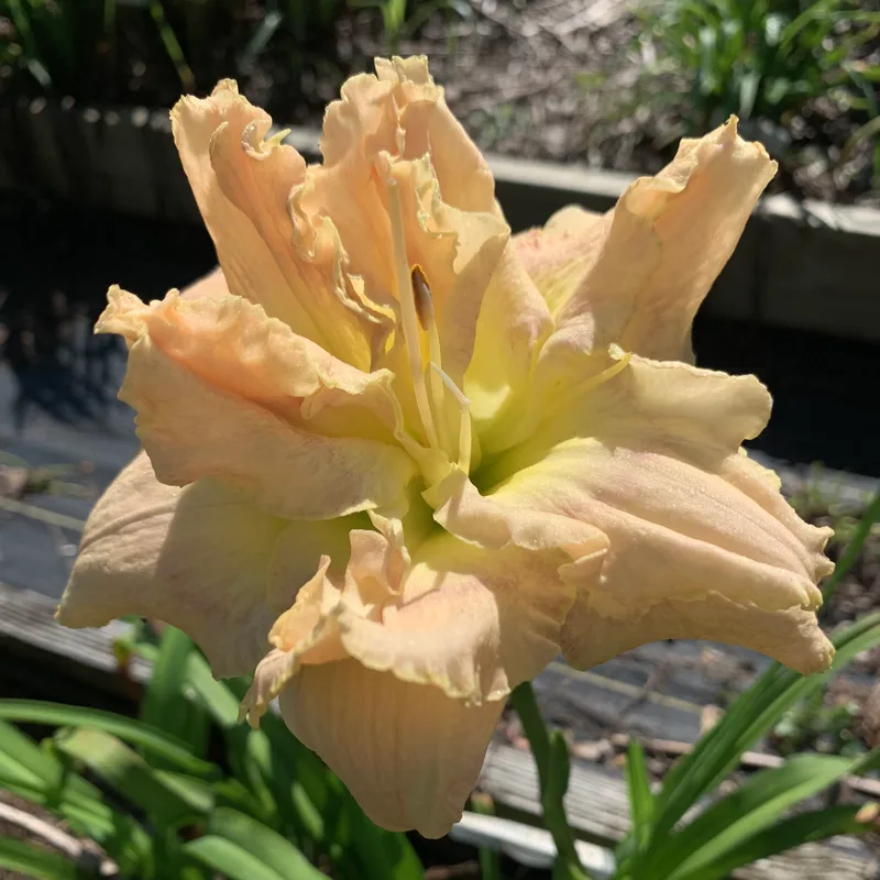 Audrey Hepburn daylily bloom