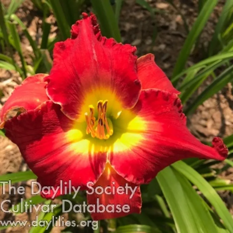 Panama Scarlet daylily bloom