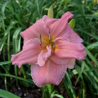Talquin’s Dusty Rose catalog image