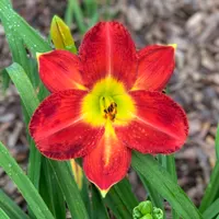 Passion For Red catalog image