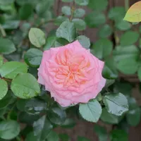 Miscellaneous Plants catalog image