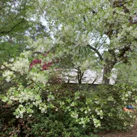 Miscellaneous Plants catalog image