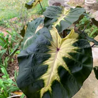 Miscellaneous Plants catalog image