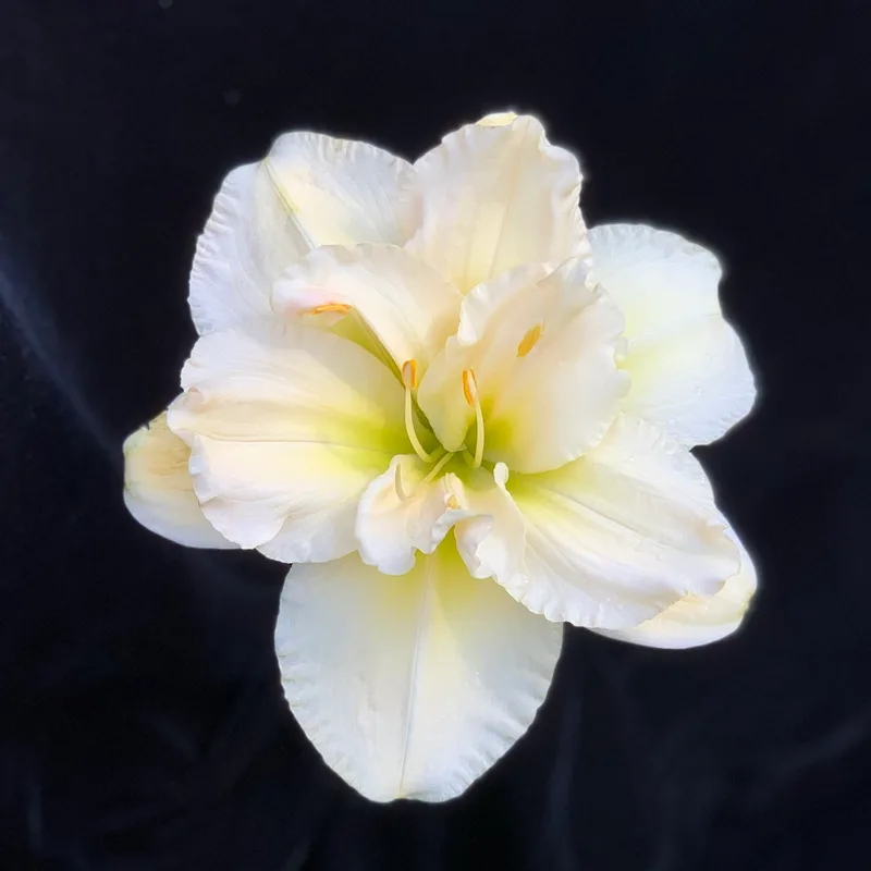 Peggy Jeffcoat from RollingOaksDaylilies