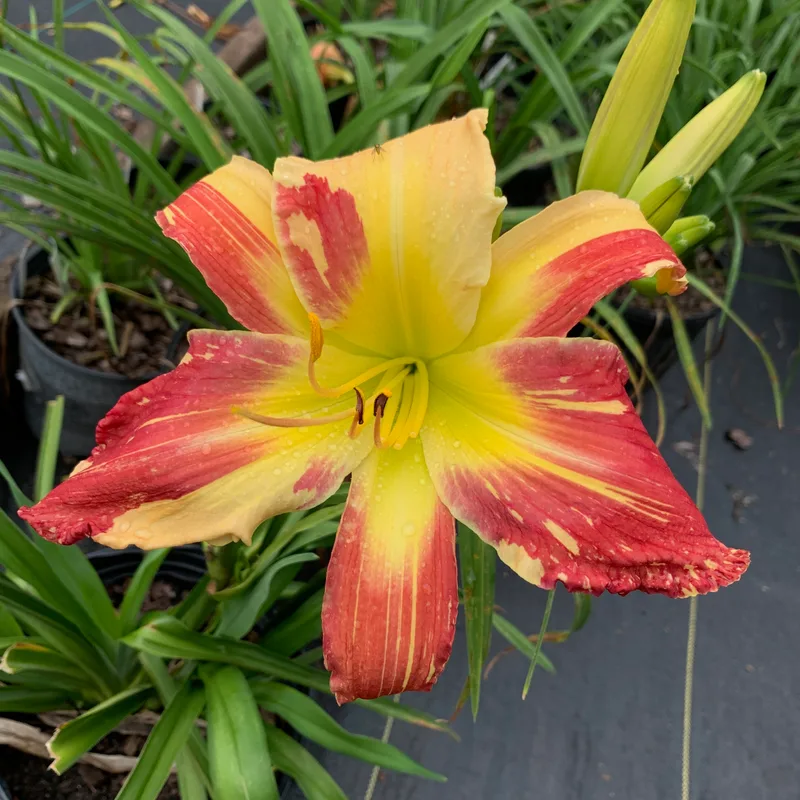 Laurelwoods Midsummer Masquerade daylily bloom