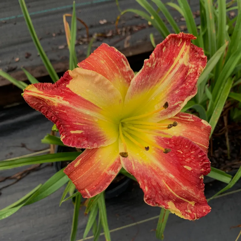 Laurelwoods Midsummer Masquerade from RollingOaksDaylilies