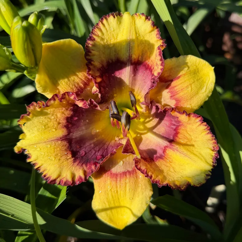 Strangeling from RollingOaksDaylilies