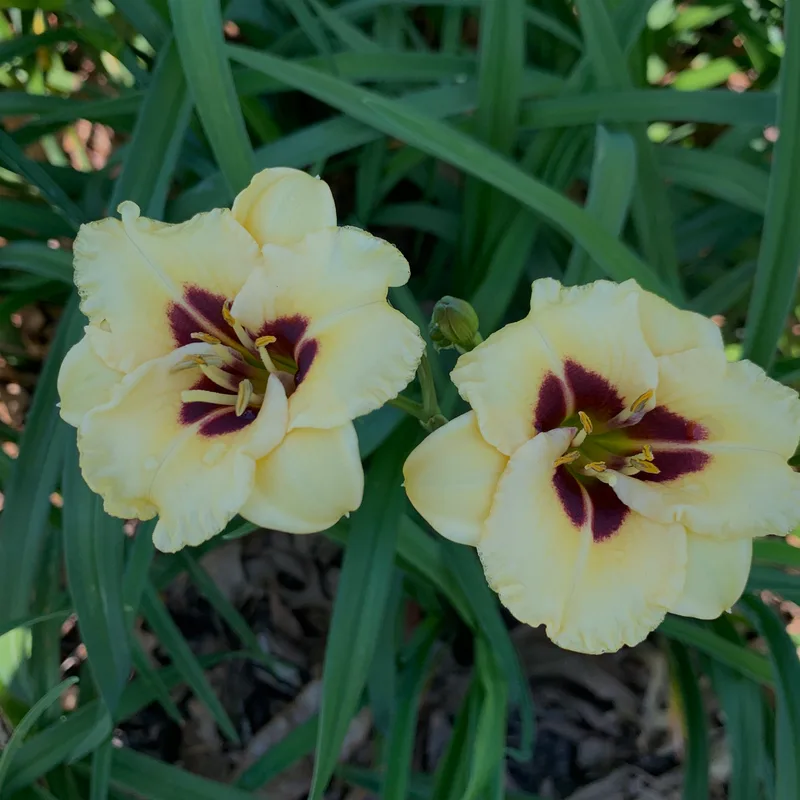 23-150 daylily bloom