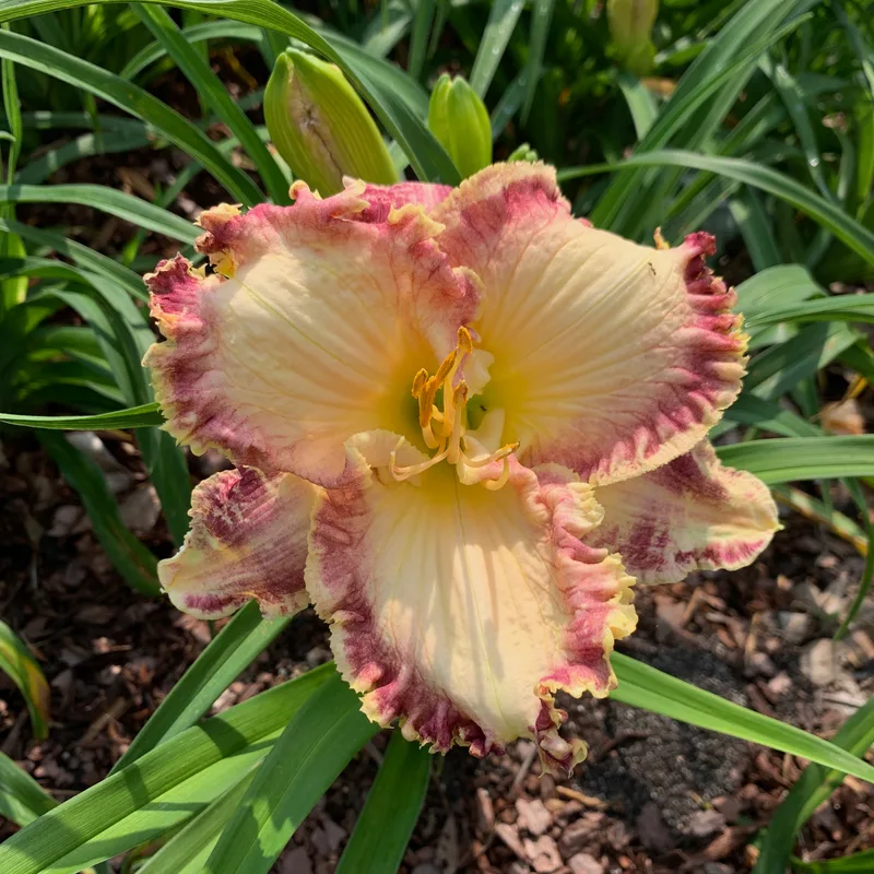 Look Here Girl daylily bloom