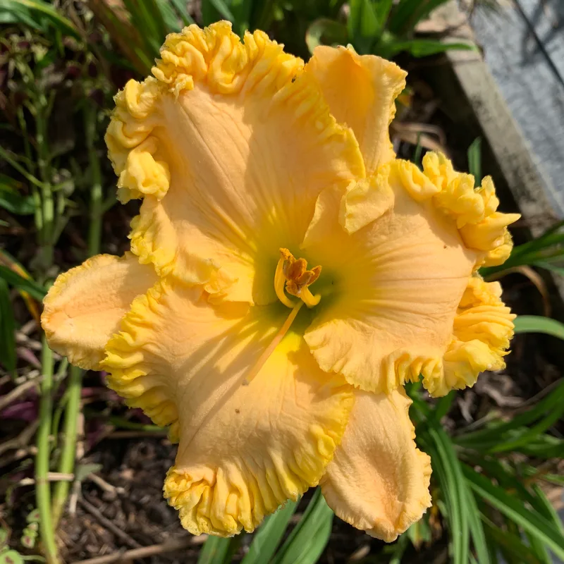 Cinch from RollingOaksDaylilies