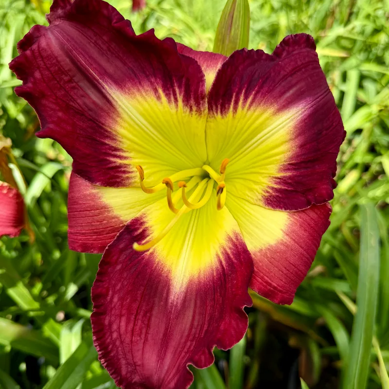 Daniel Howard Norris daylily bloom