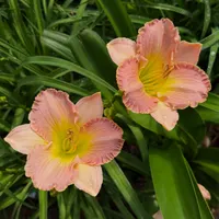 Pink Ambrosia catalog image