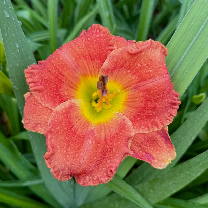 Please Say Yes from RollingOaksDaylilies