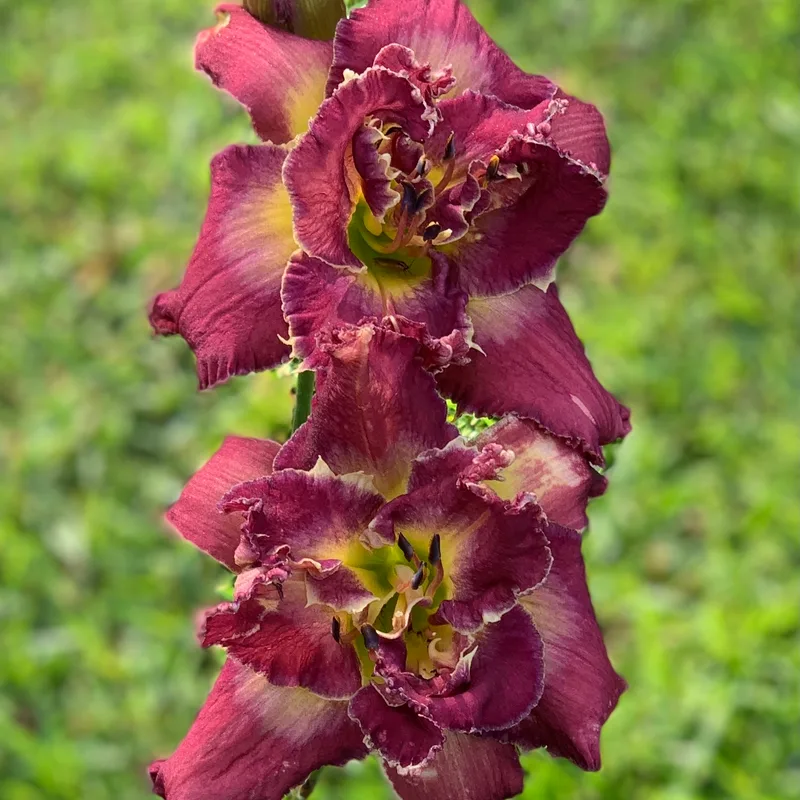 Buddy's Double Joan daylily bloom