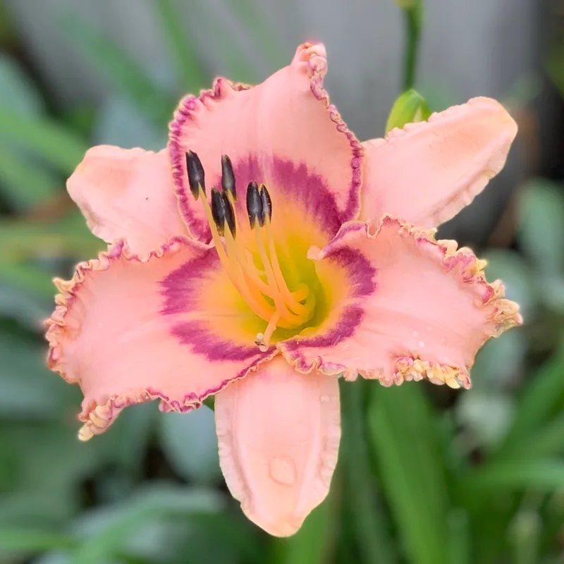 Prickled Petals from RollingOaksDaylilies