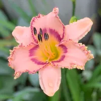 Prickled Petals thumbnail
