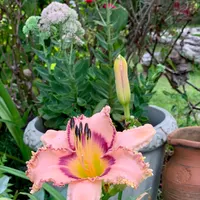 Prickled Petals thumbnail