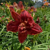 All Rolling Oaks Daylilies catalog image