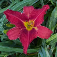 Webster's Red Bloomers catalog image