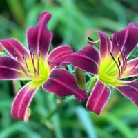 Purple Grasshopper catalog image