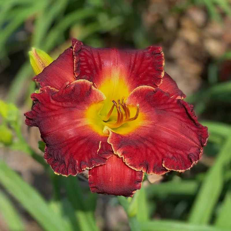 Red Heat Resister from RollingOaksDaylilies