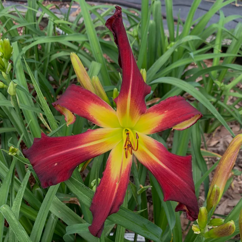 Red Wine Romance daylily bloom
