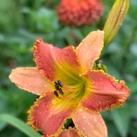 Rim Of Fire thumbnail