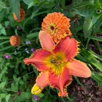 Rim Of Fire thumbnail