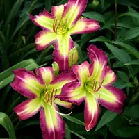 Rose F. Kennedy catalog image