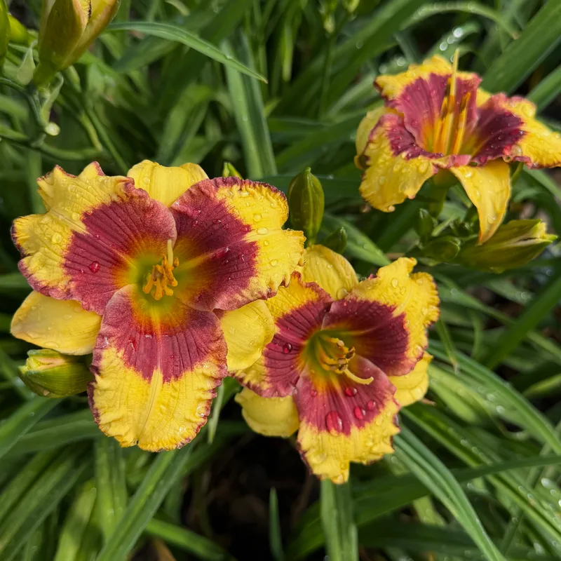 Baby Boomers Baby from RollingOaksDaylilies