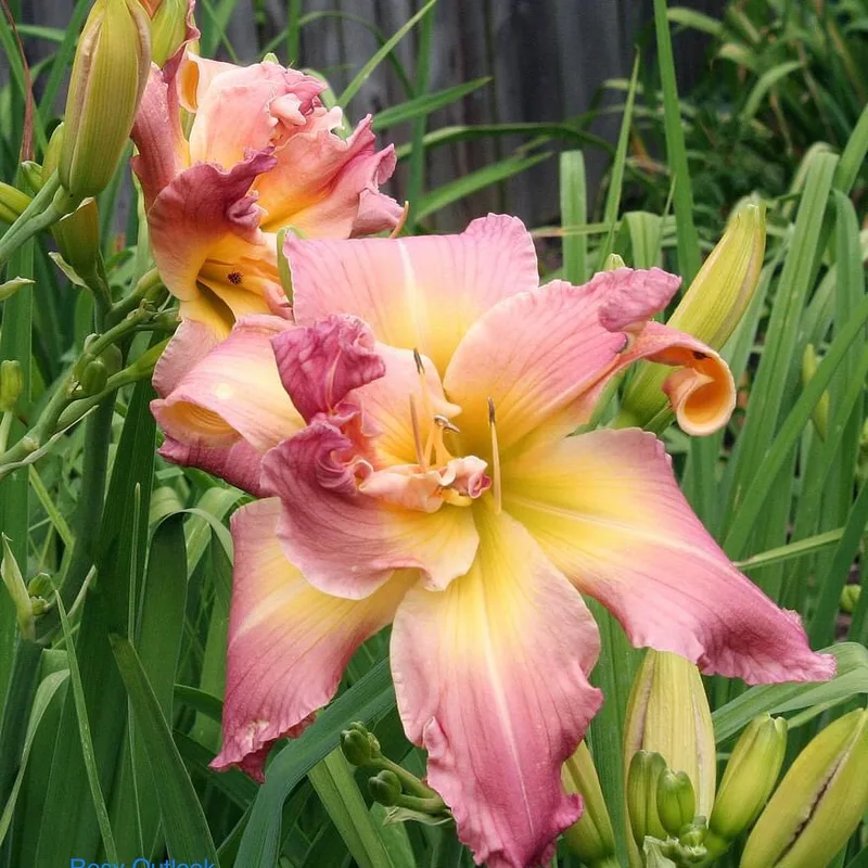 Rosy Outlook daylily bloom