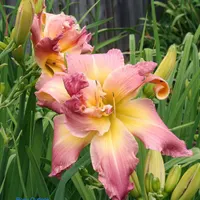 Rosy Outlook catalog image