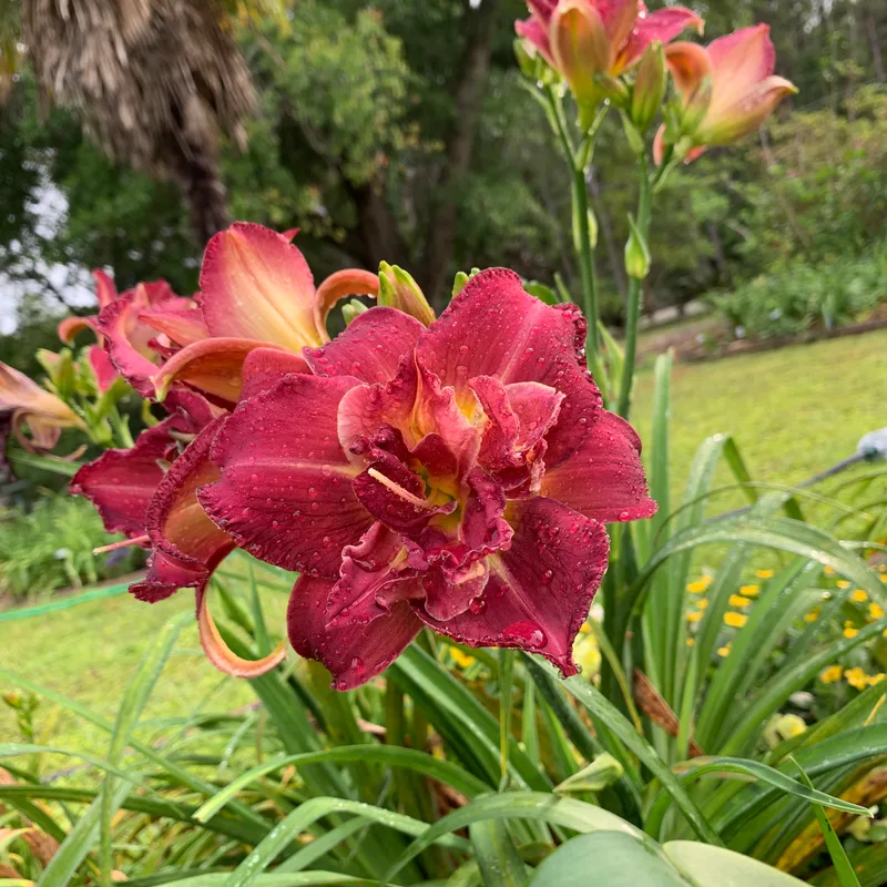 Royal Corsage daylily bloom