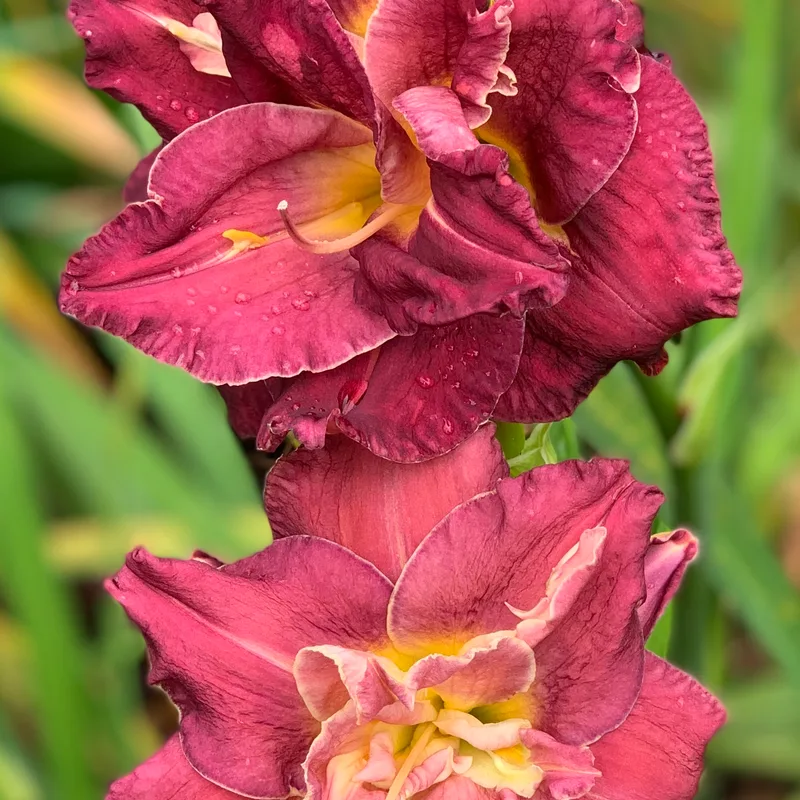 Royal Corsage from RollingOaksDaylilies