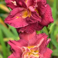 Royal Corsage thumbnail