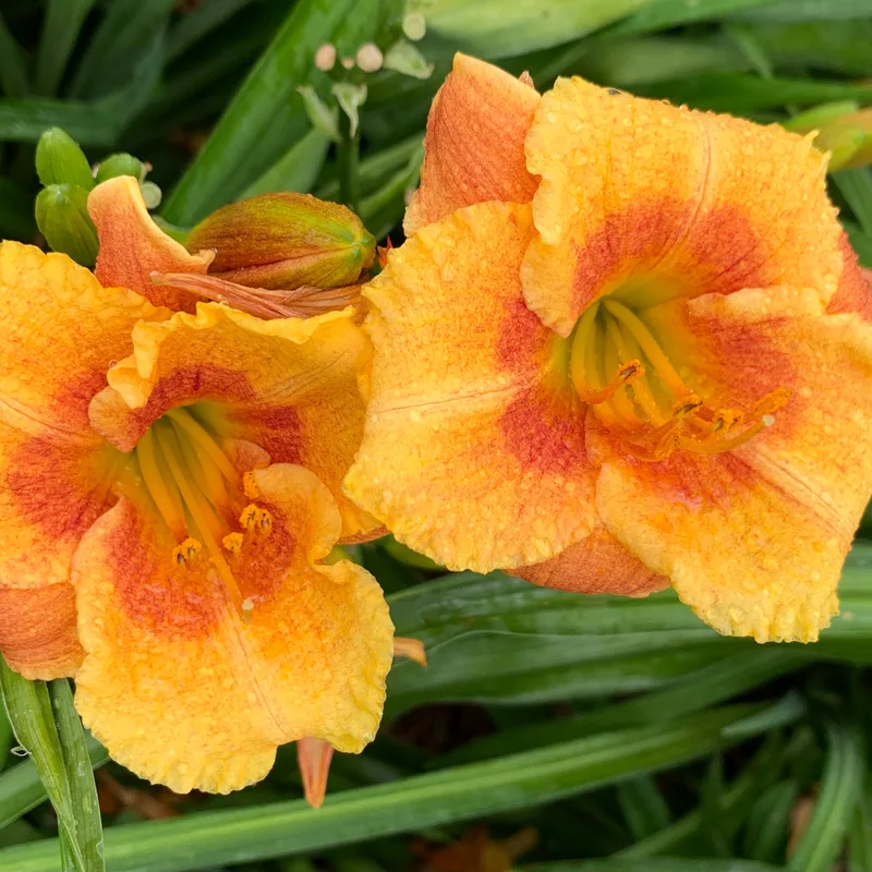 Clyde Reese Jr daylily bloom