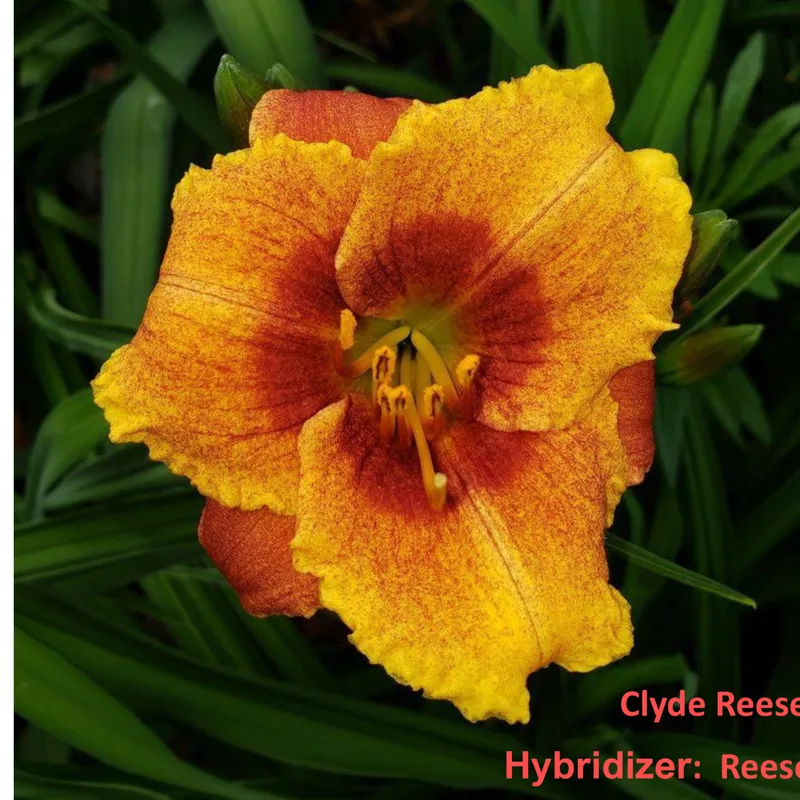 Clyde Reese Jr from RollingOaksDaylilies