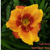 Clyde Reese Jr thumbnail