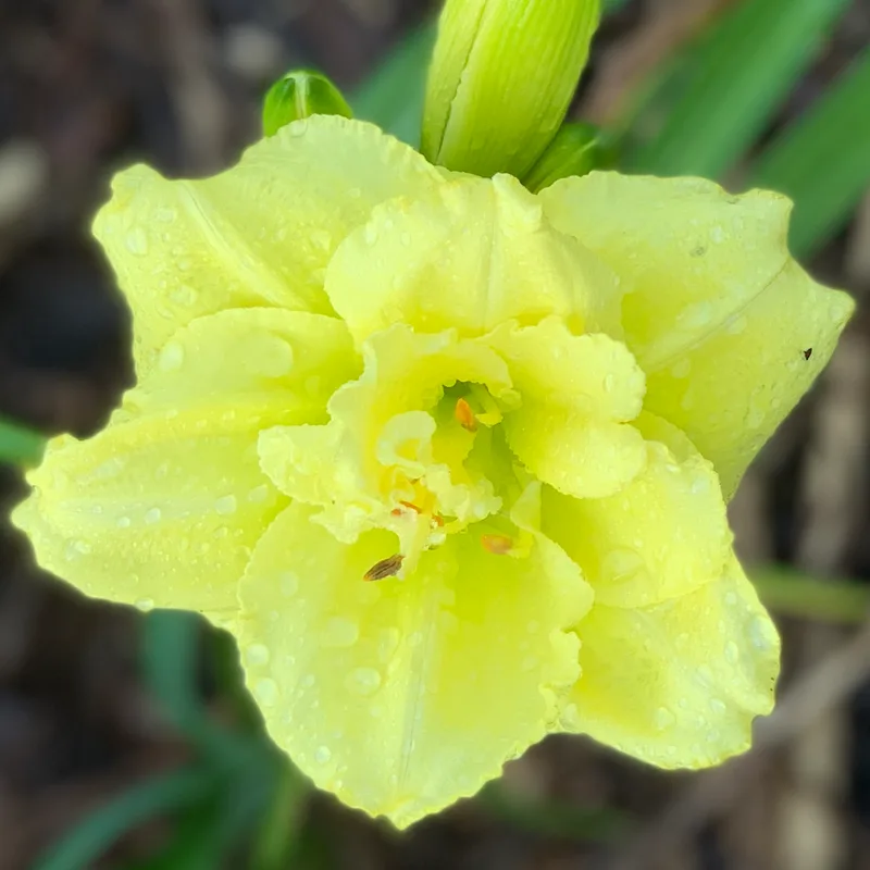 Seminole Dream daylily bloom