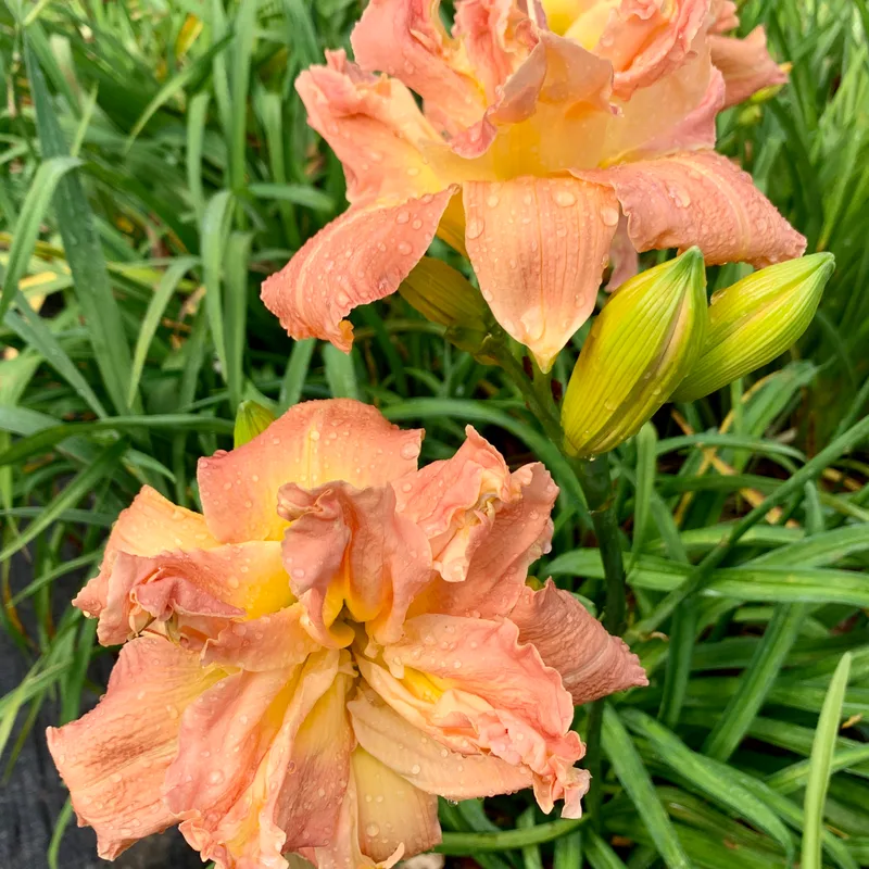 Sentinel Pink Burst daylily bloom