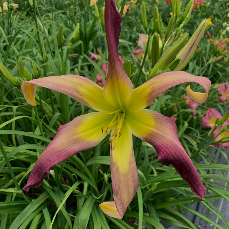 Bali Watercolor from RollingOaksDaylilies