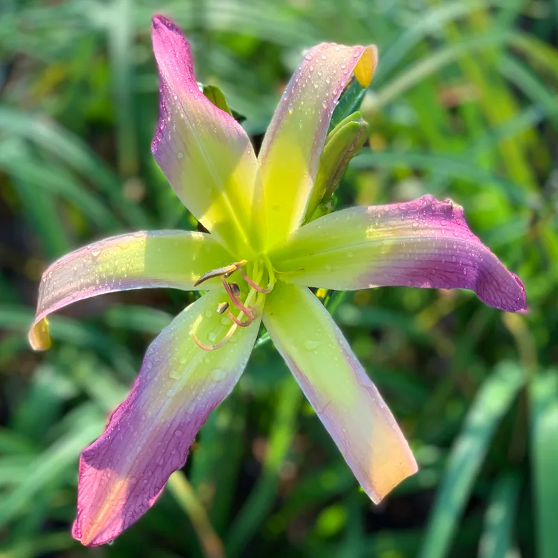 Bali Watercolor from RollingOaksDaylilies