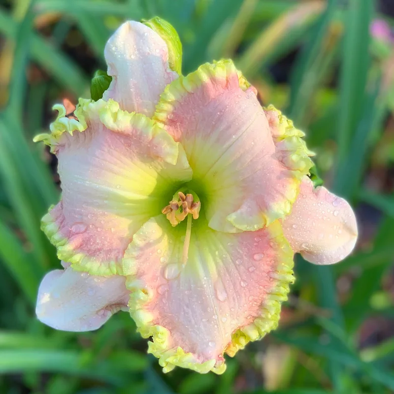 Simply Smashing daylily bloom