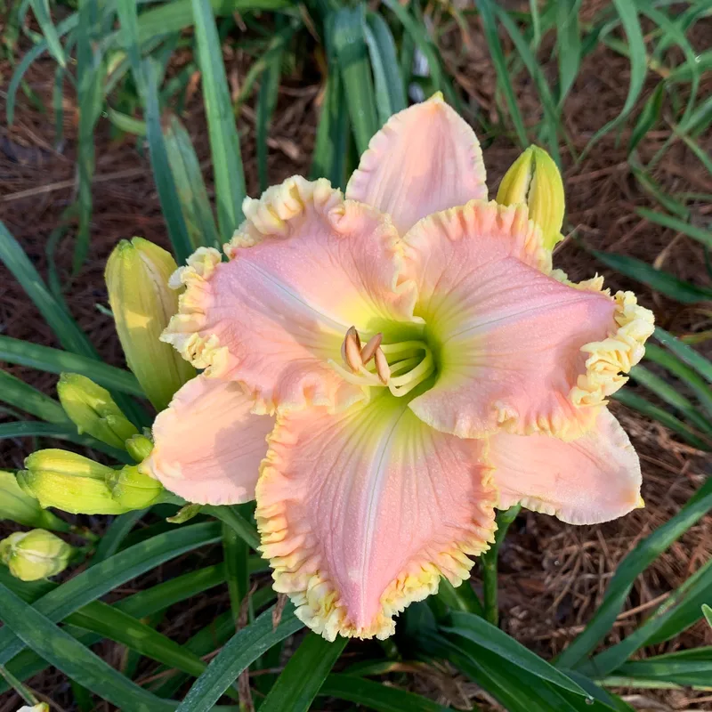 Simply Smashing from RollingOaksDaylilies