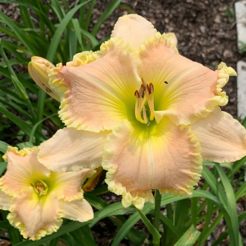Simply Smashing from RollingOaksDaylilies