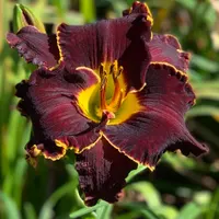 Spacecoast Black Sensation catalog image