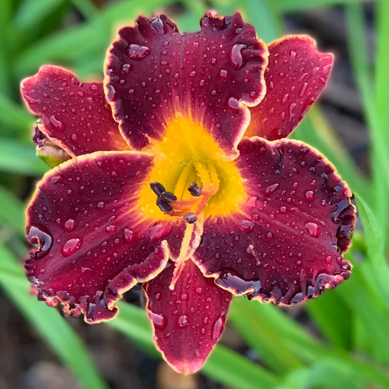 Spacecoast Dark Obsession daylily bloom