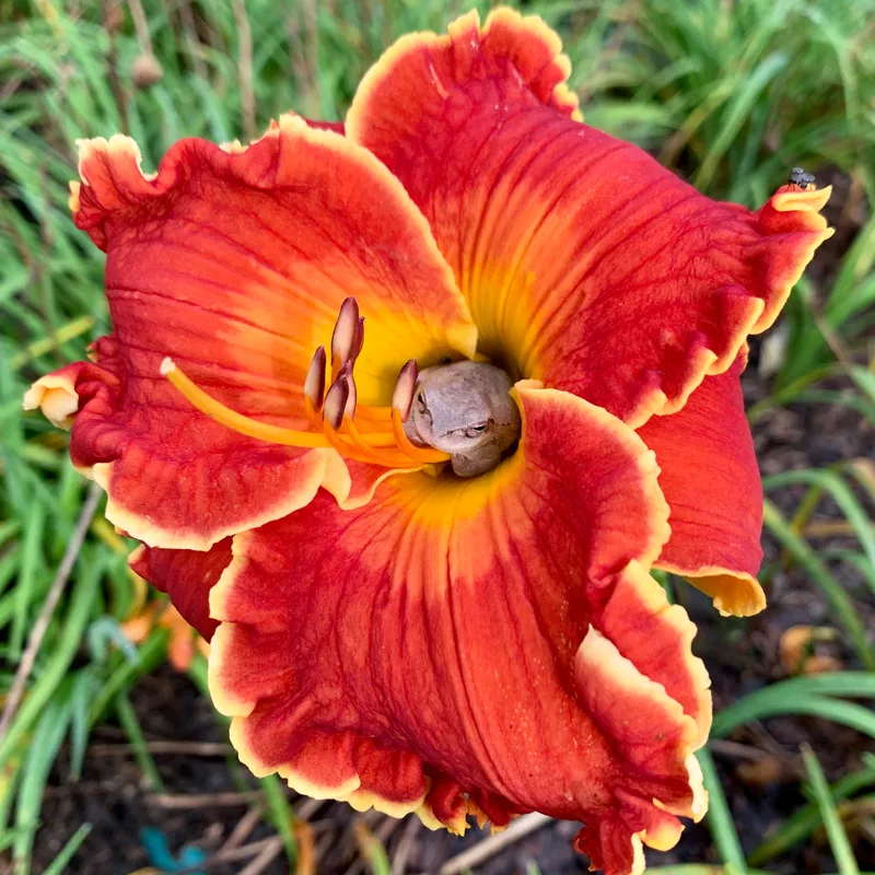 Spacecoast Francis Busby from RollingOaksDaylilies