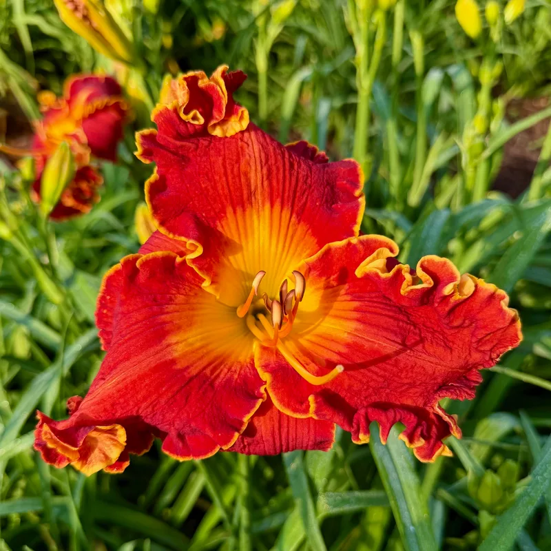 Spacecoast Francis Busby from RollingOaksDaylilies