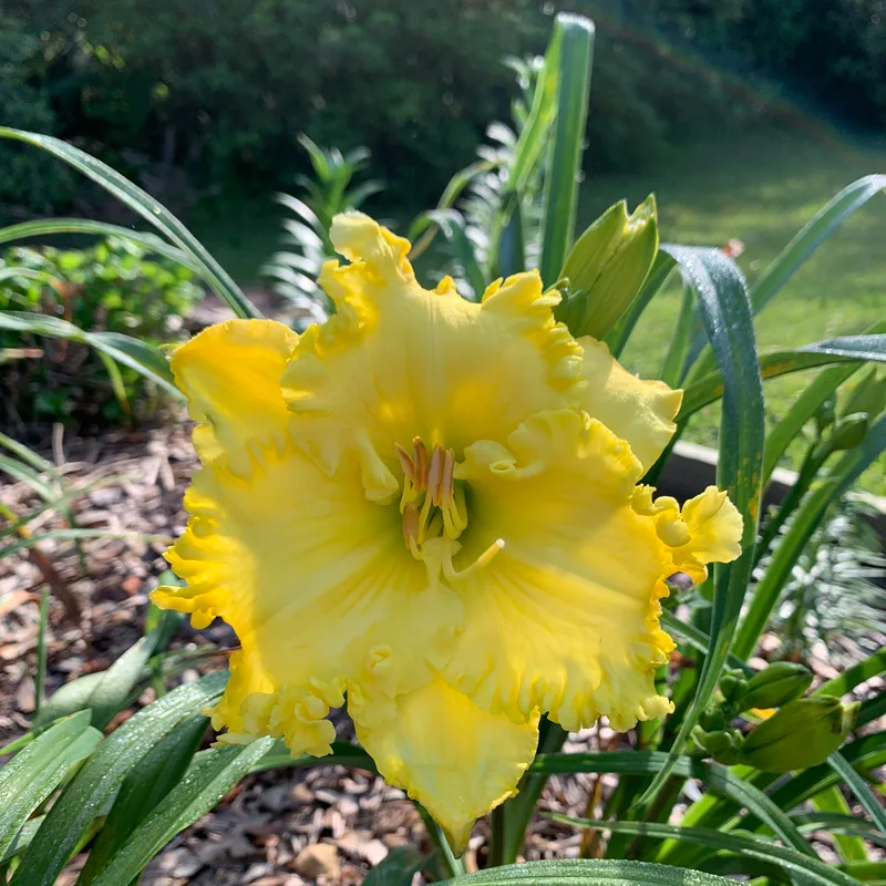 Spacecoast Lemon Pie from RollingOaksDaylilies